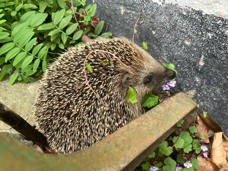 Igelkott som gjort sig hemmastadd i ett av trädgårdens stökigare hörn