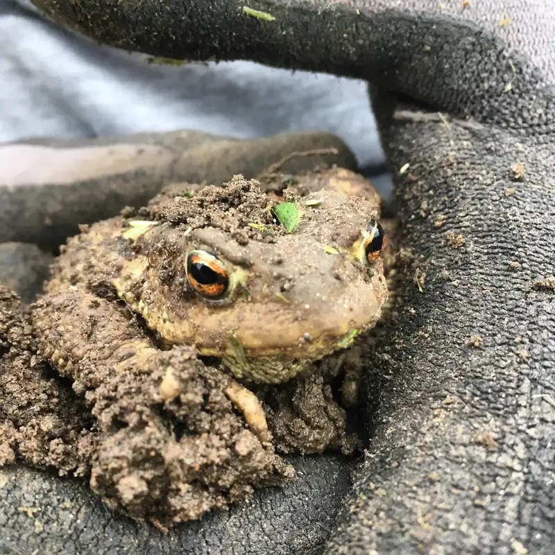Jordig padda som trivs i en hållbar trädgård