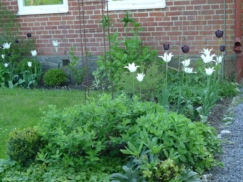 Tulpaner, kärleksört och formklippta buskar.