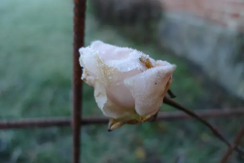 Ros som blommat hela vägen till frost.