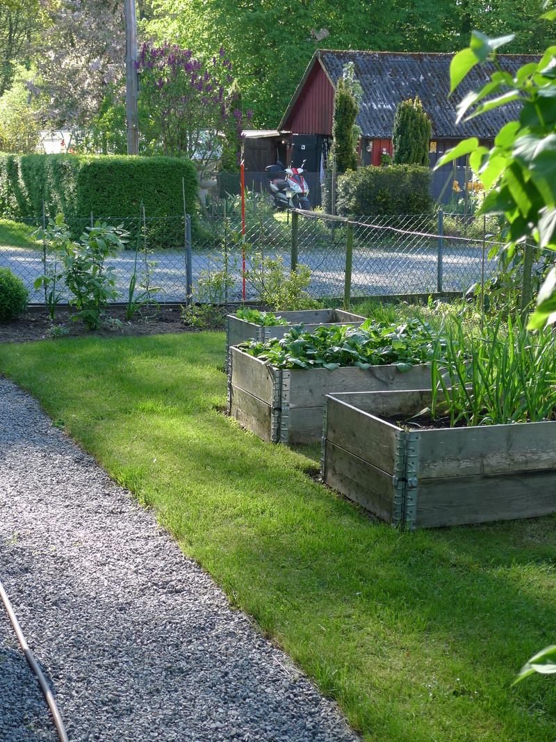 Upphöjda grönsaksodlingar i pallkragar