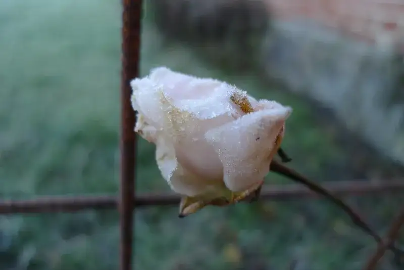 Ros som blommat hela vägen till frost.