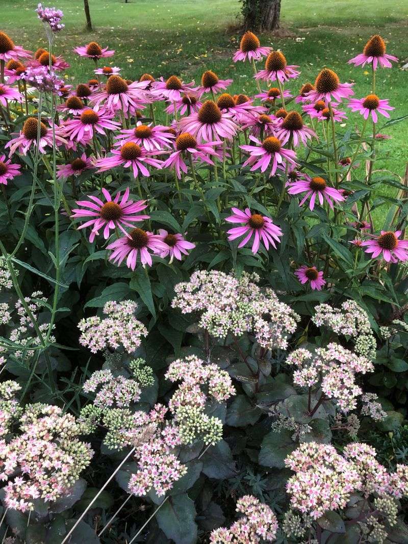 Röd solhatt och kärleksört i blomning.
