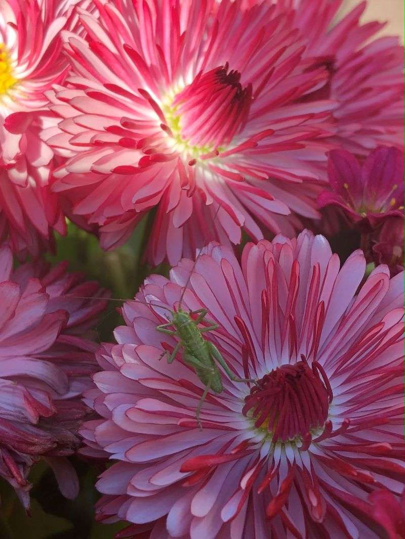 Vårtbitare på en ringblomma.