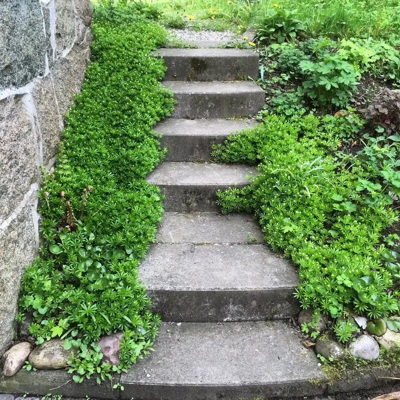 Trappa med myskmadra i skuggrabatten