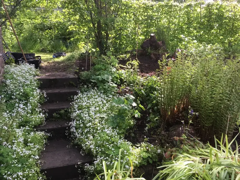 Skuggrabatt under uppbyggnad med blommande myskmadra, stjärnflocka och ormbunkar.