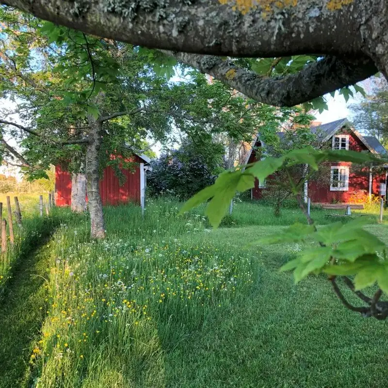 Sparad ängsyta med klippt gräs runt om.