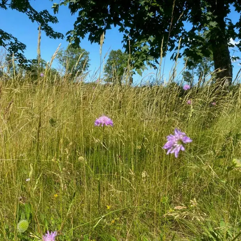 Vädd i blom på en ängsyta.