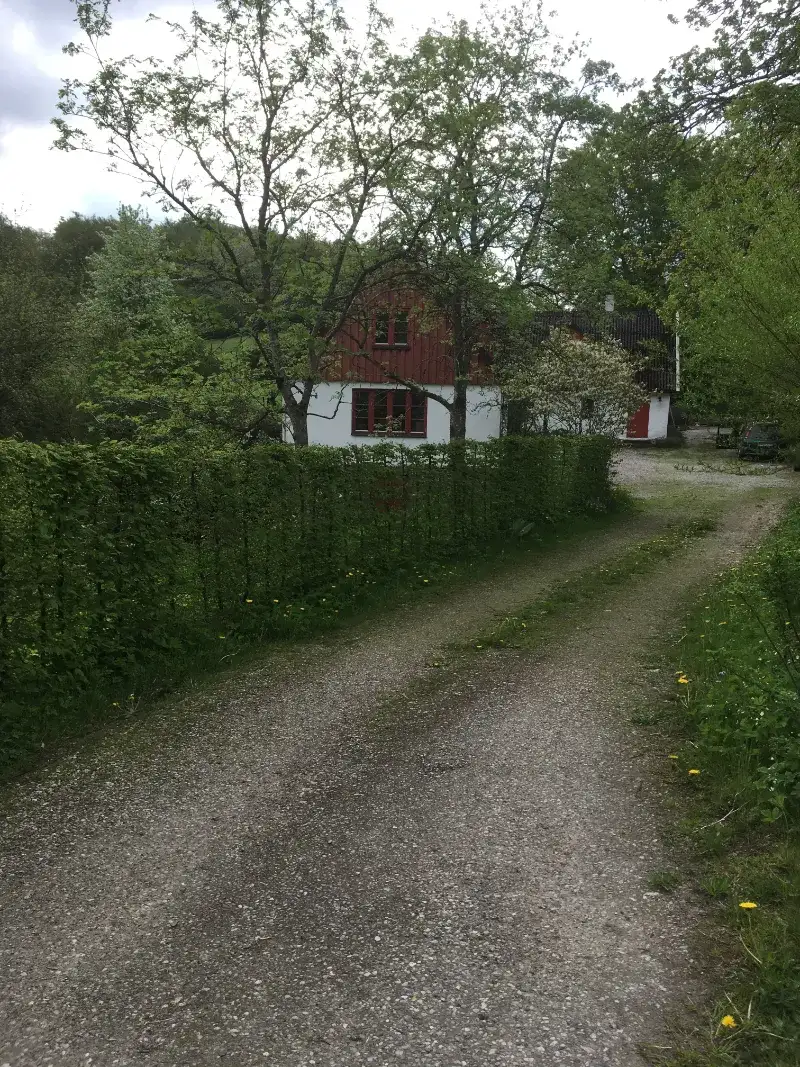 Avenbokshäck längs infarten till ett hus