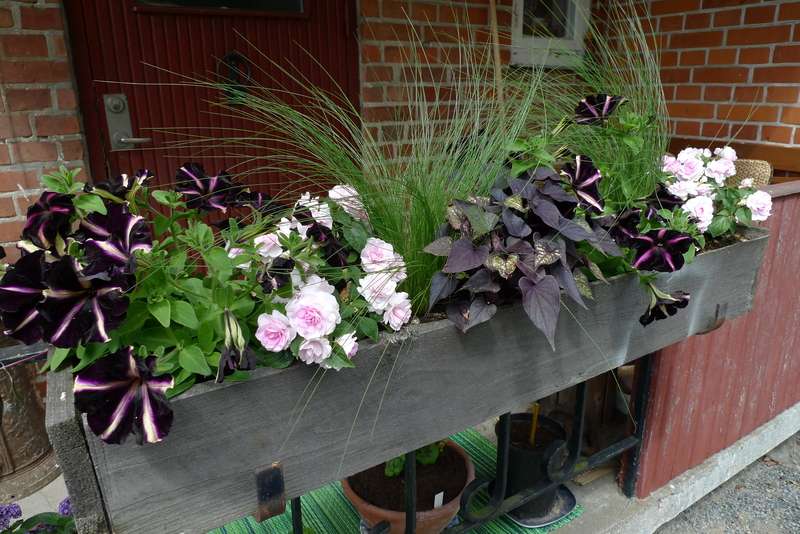 Återbrukad balkonglåda med fylldblommig flitiga Lisa, petunior, batat och prydnadsgräs