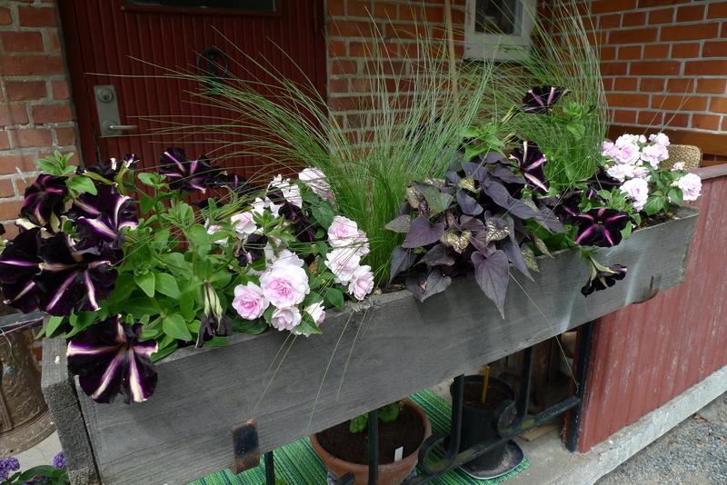 Återbrukad balkonglåda med fylldblommig flitiga Lisa, petunior, batat och prydnadsgräs