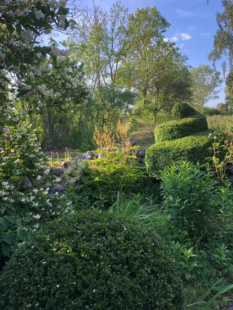 Schersmin med formklippt buxbom i spiral och perenner