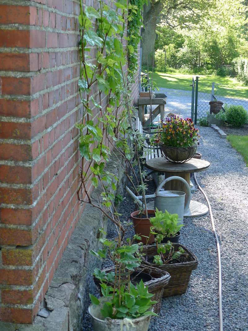 Vindruvor växer längs väggen till statarlängan och återbrukade föremål pryds med växter.