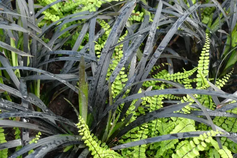 Dekorativ mix av mörkt ormskägg och svartbräken.